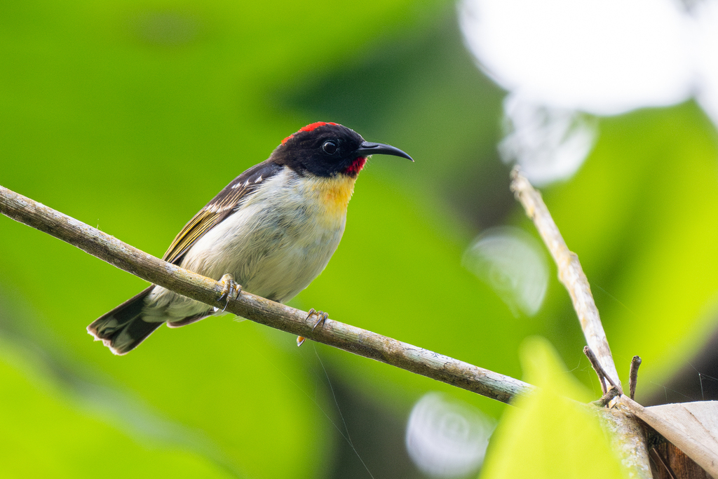 Sulphur-breasted Myzomela (Myzomela jugularis) photo