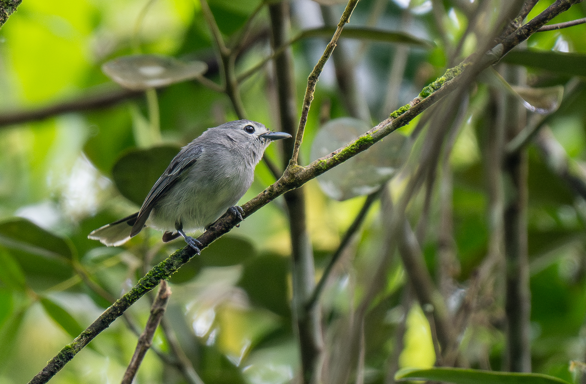 Slaty Monarch (Mayrornis lessoni), photo 4