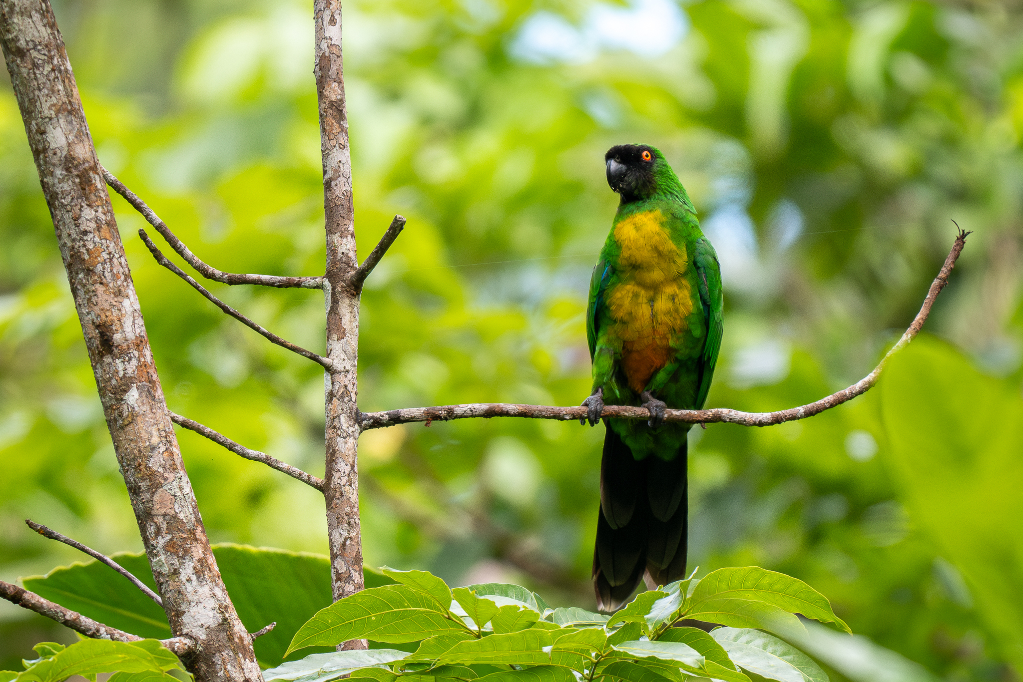 Masked Shining Parrot (Prosopeia personata), photo 7