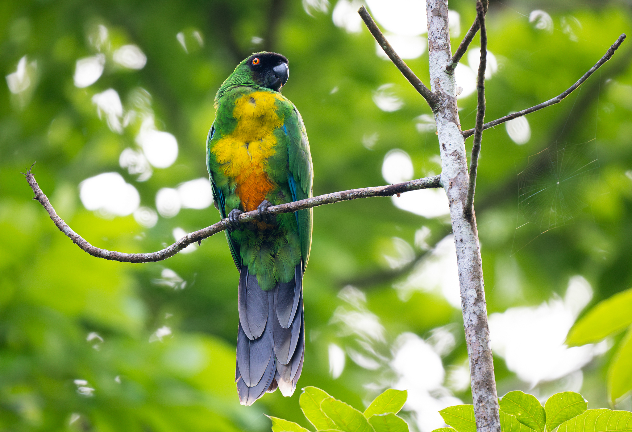 Masked Shining Parrot (Prosopeia personata), photo 8