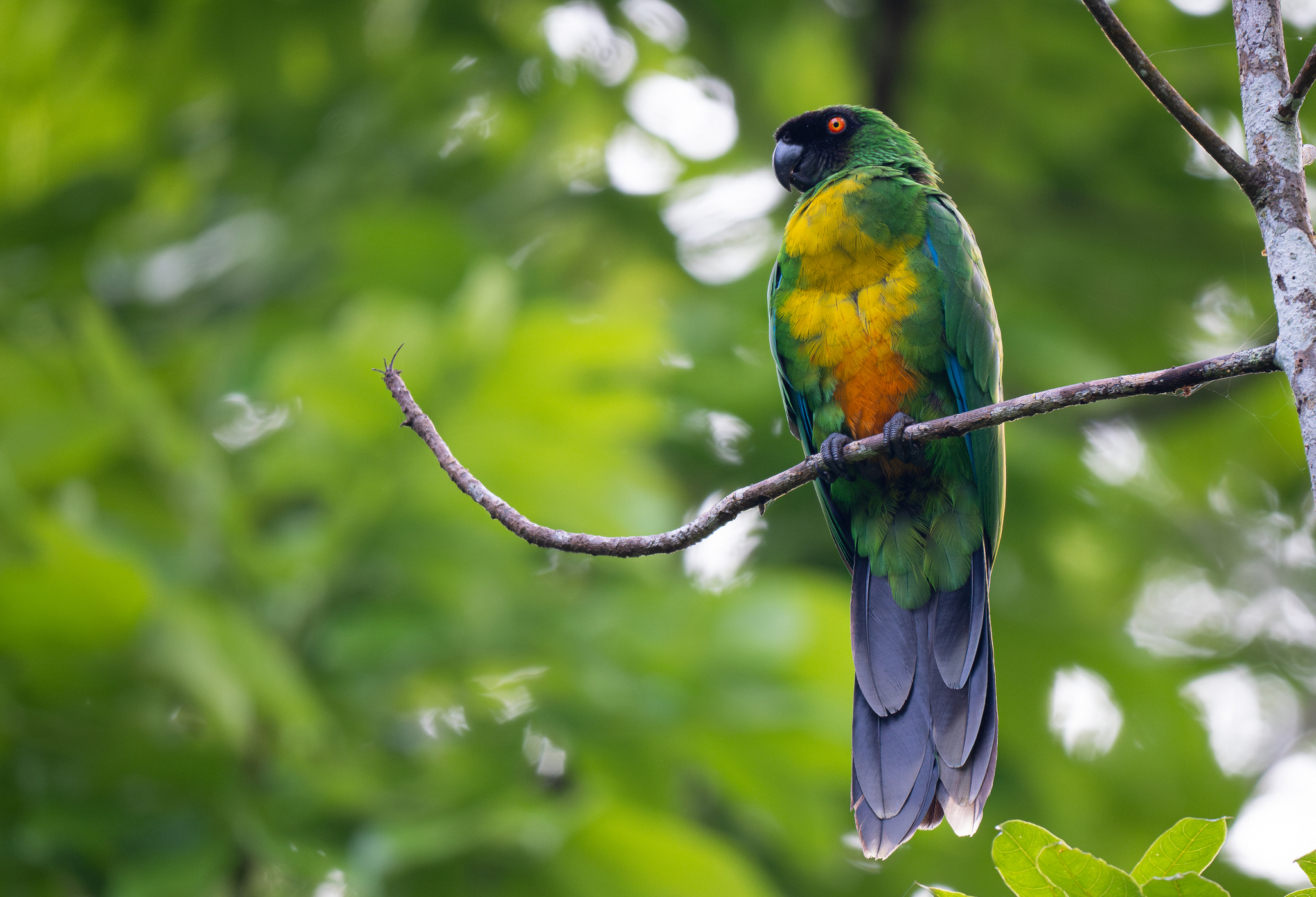 Masked Shining Parrot (Prosopeia personata), photo 9