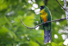 Masked Shining Parrot photo 2