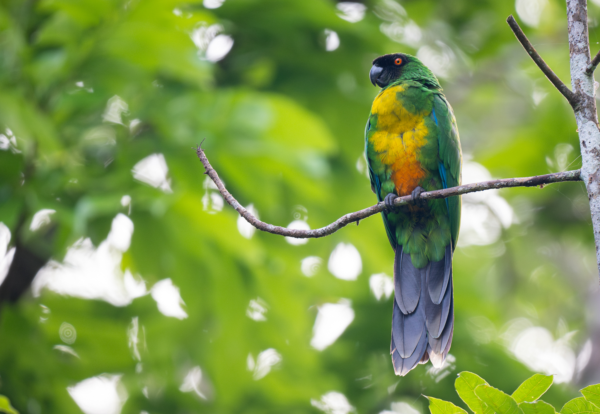 Masked Shining Parrot (Prosopeia personata), photo 10