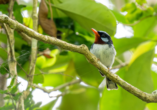 Chestnut-throated Flycatcher (Myiagra castaneigularis), photo 3