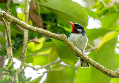 Chestnut-Throated Flycatcher photo 3
