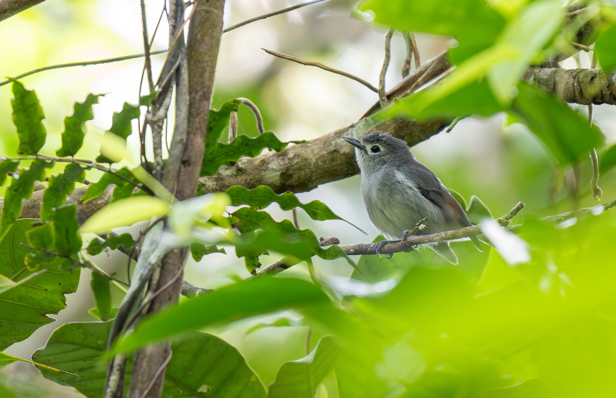 Slaty Monarch (Mayrornis lessoni), photo 3