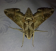 Eumorpha satellitia posticatus