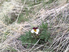 Viola beckwithii
