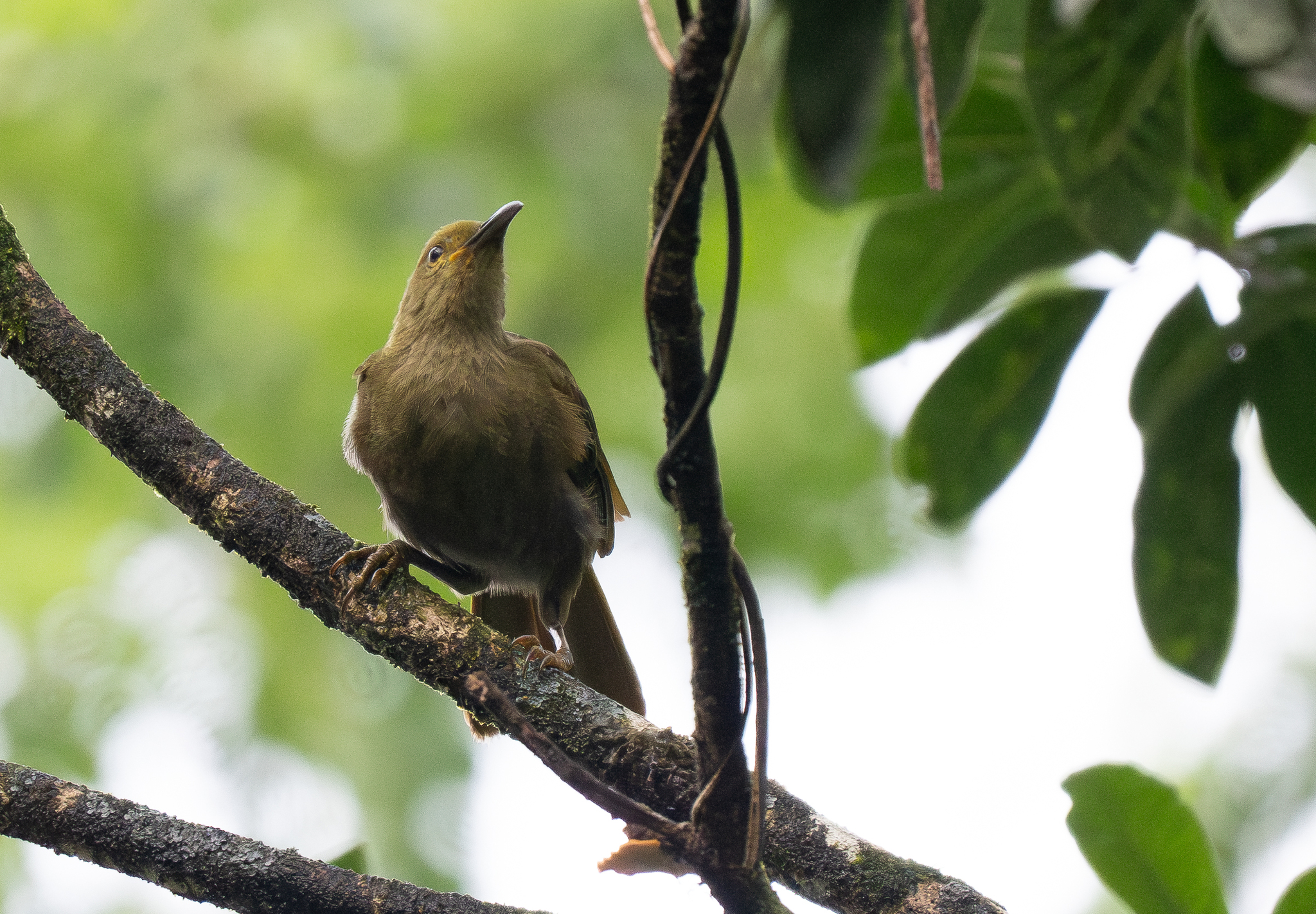 Duetting Giant Honeyeater (Gymnomyza brunneirostris), photo 4