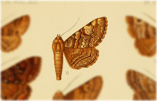 Metria leucopis
