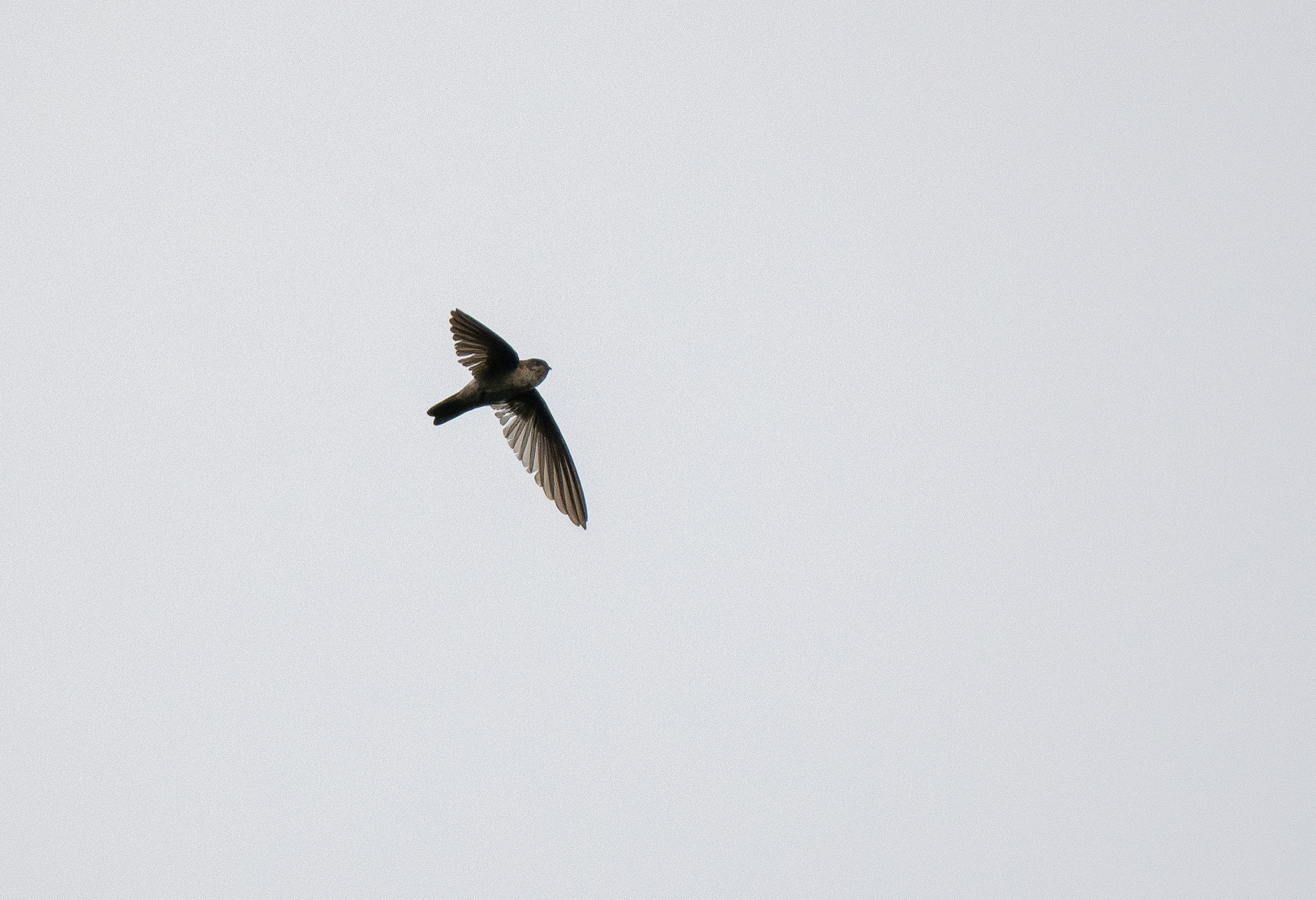 White-rumped Swiftlet (Aerodramus spodiopygius), photo 8
