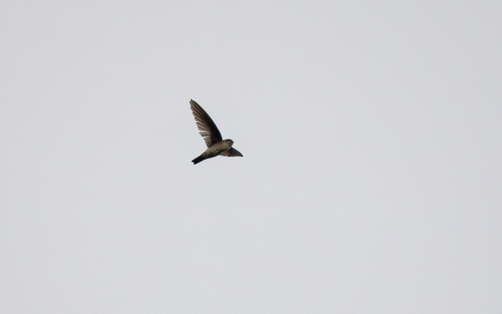 White-rumped Swiftlet (Aerodramus spodiopygius), photo 7