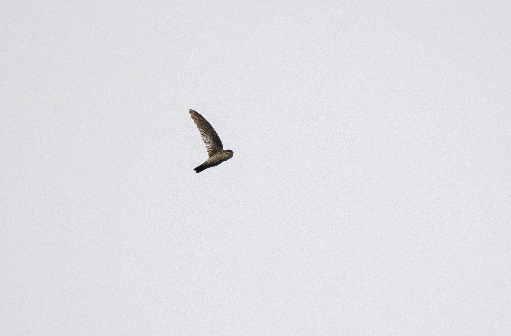 White-rumped Swiftlet (Aerodramus spodiopygius), photo 6