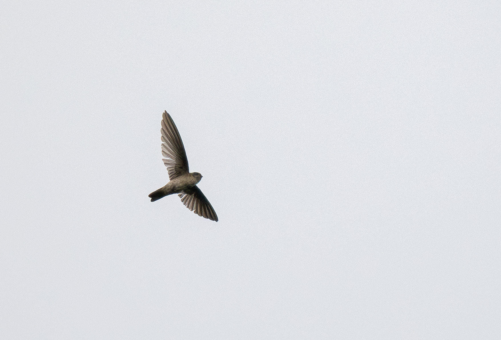 White-rumped Swiftlet (Aerodramus spodiopygius), photo 9