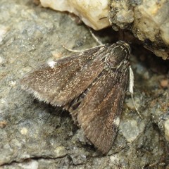 Heliothelopsis costipunctalis