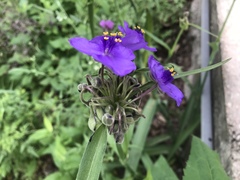 Tradescantia