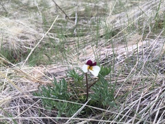 Viola beckwithii