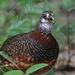 Sabah Partridge - Photo (c) Gaell Mainguy, some rights reserved (CC BY-NC-ND), uploaded by Gaell Mainguy