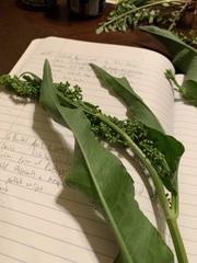 Rumex altissimus