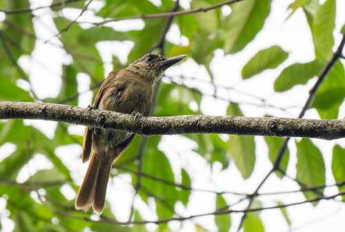 Black-throated Shrikebill (Clytorhynchus nigrogularis)