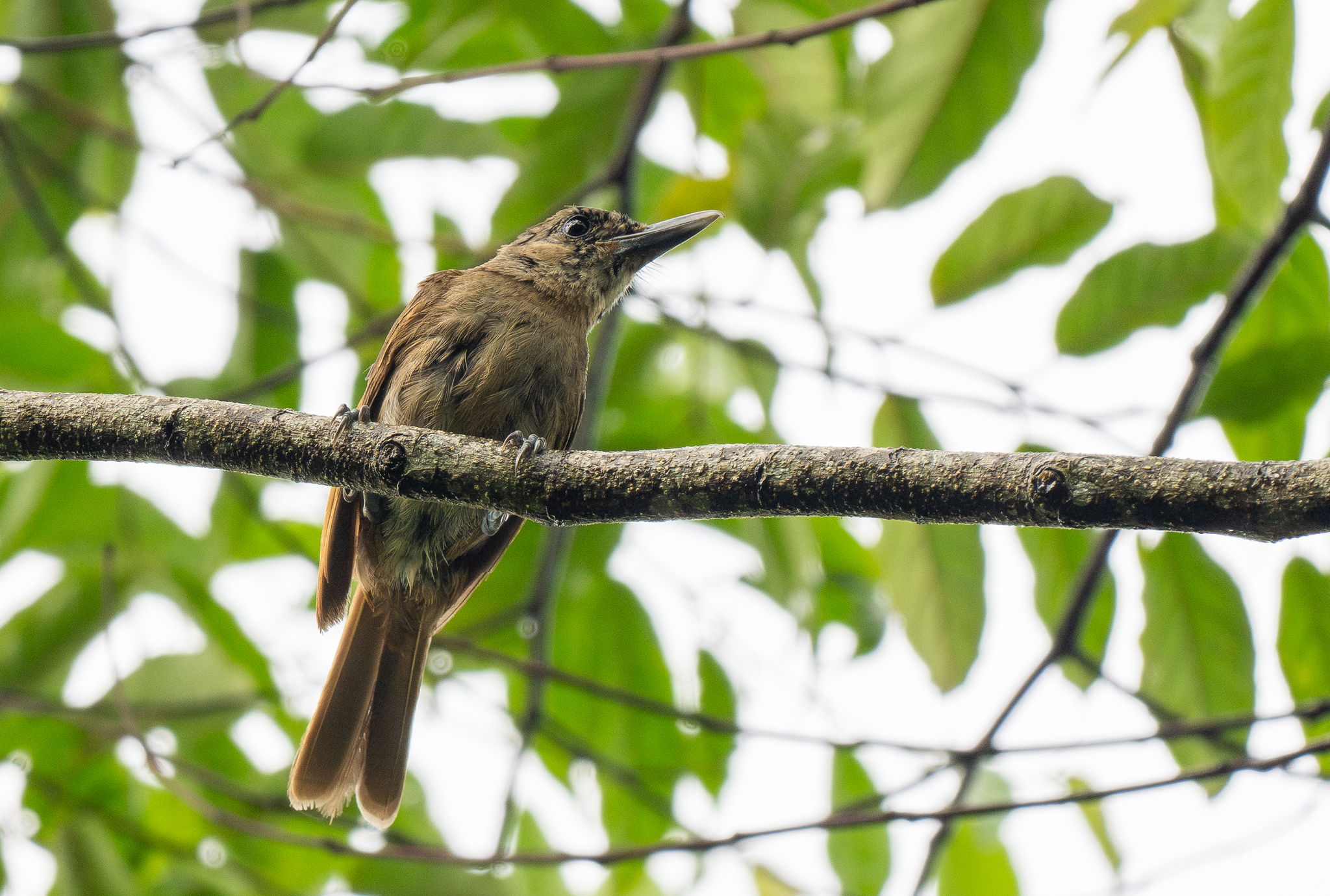 Black-throated Shrikebill (Clytorhynchus nigrogularis), photo 1