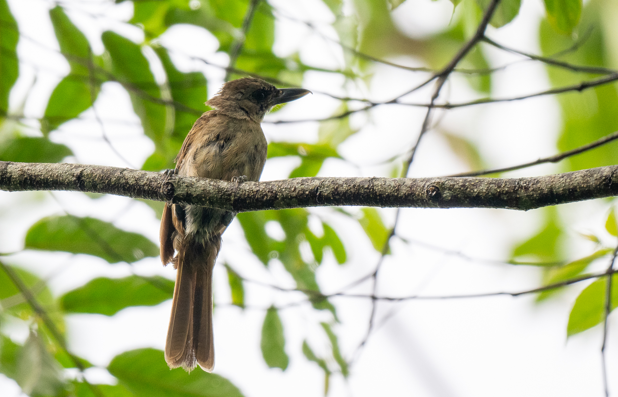 Black-throated Shrikebill (Clytorhynchus nigrogularis), photo 3