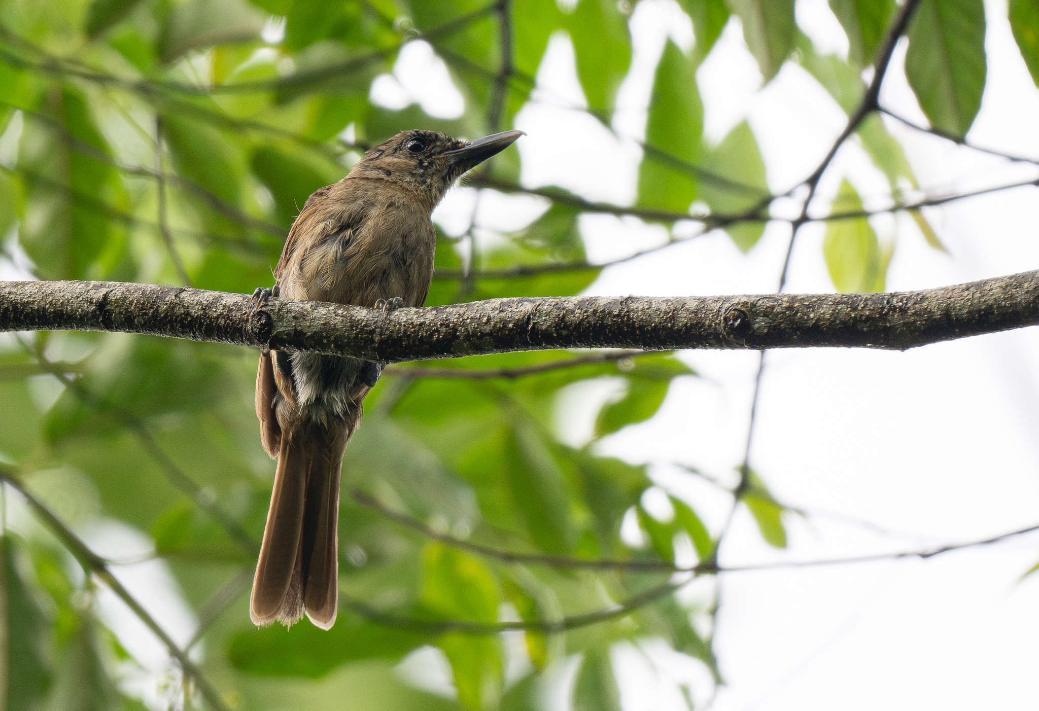 Black-throated Shrikebill (Clytorhynchus nigrogularis), photo 2