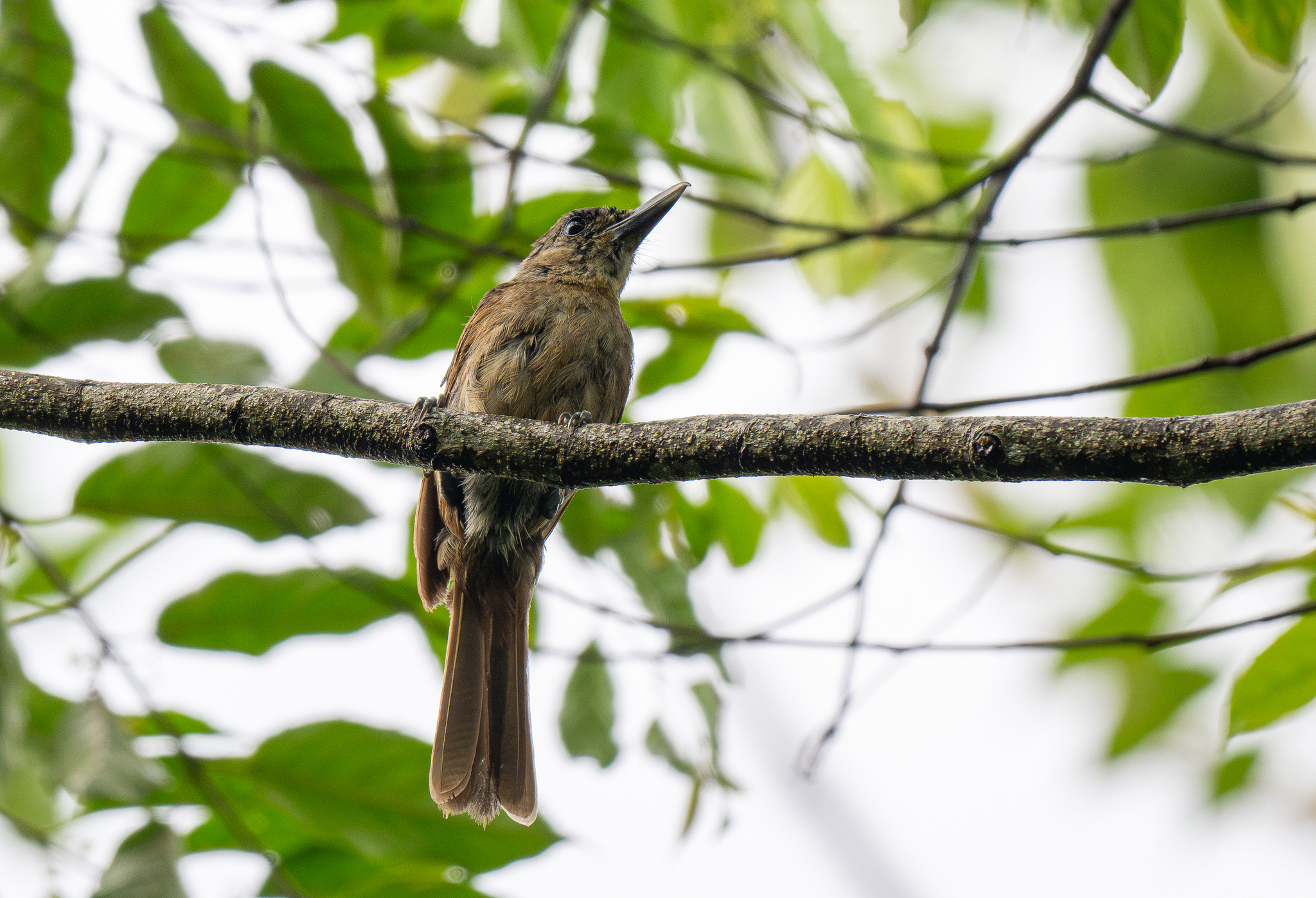 Black-throated Shrikebill (Clytorhynchus nigrogularis), photo 4