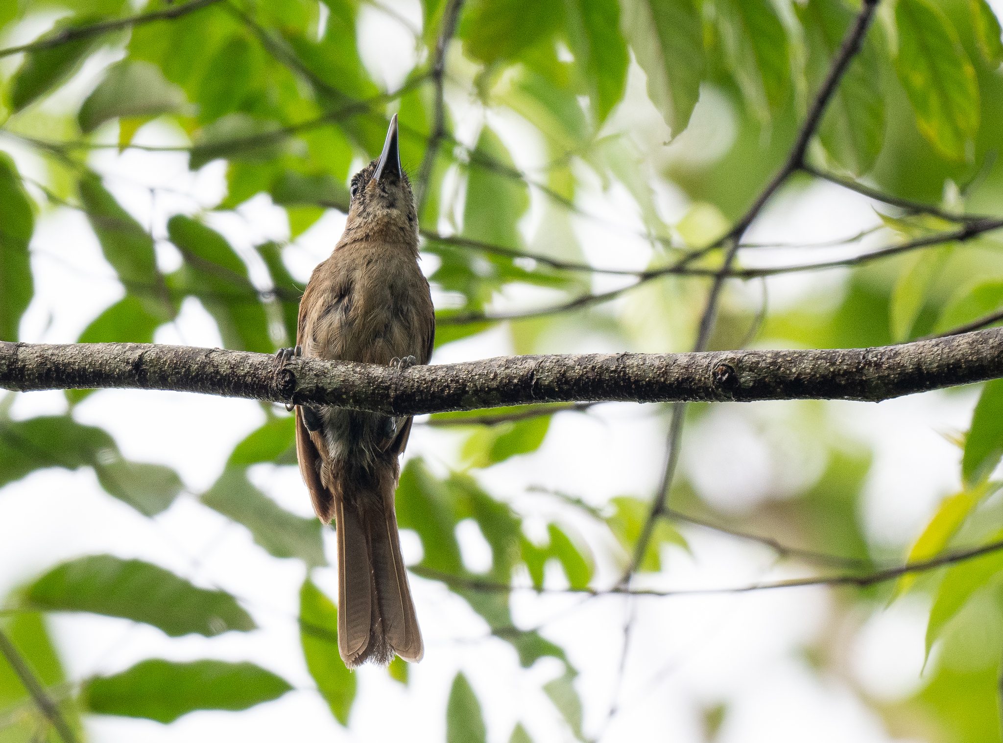 Black-throated Shrikebill (Clytorhynchus nigrogularis), photo 5