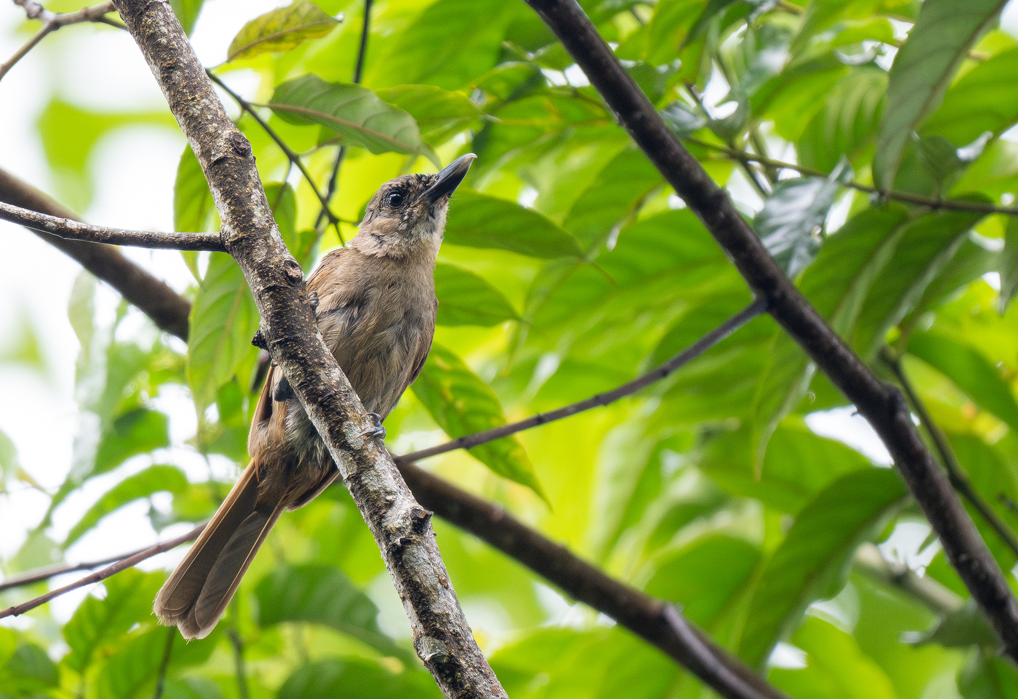 Black-throated Shrikebill (Clytorhynchus nigrogularis), photo 6