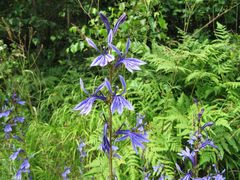 Lobelia sessilifolia