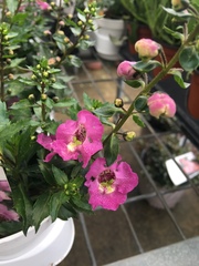 Angelonia angustifolia