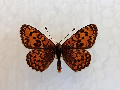 Hnedáčik divozelový (Melitaea trivia)