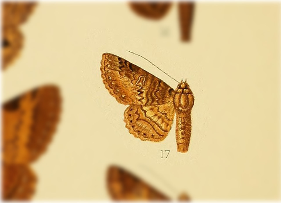 Metria minta