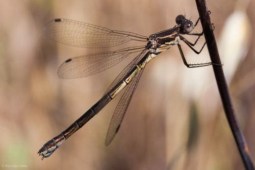 Black Spreadwing