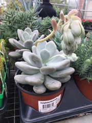 Pachyphytum