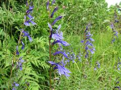 Lobelia sessilifolia
