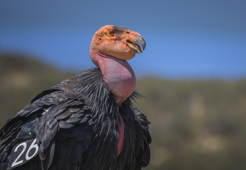 California Condor photographed in California