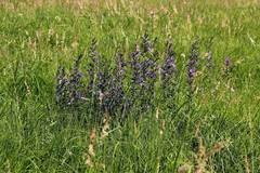 Lobelia sessilifolia