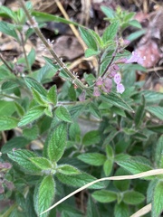 Syncolostemon canescens, photograph author not stated, no rights reserved