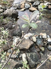 Salix breweri