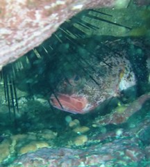 Hypoplectrodes nigroruber