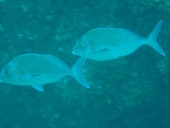 Nemadactylus douglasii