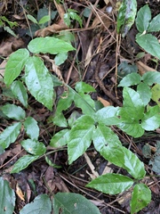 Tetrastigma hemsleyanum