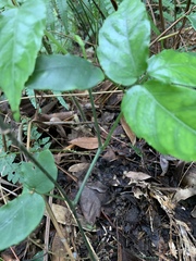 Tetrastigma hemsleyanum