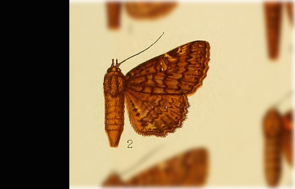 Metria abscisa