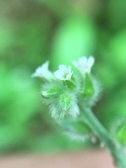 Myosotis macrosperma