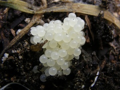 Helminthoglypta tudiculata