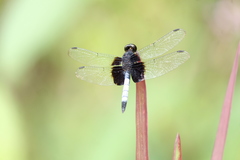 Erythrodiplax unimaculata