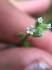 Myosotis macrosperma